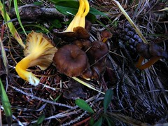 11 Cantharellus lutescens 011