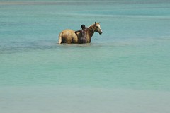 horseback ride 5