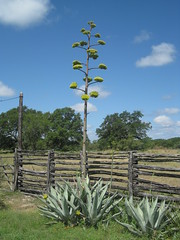 Anglų lietuvių žodynas. Žodis century-plant reiškia n bot. amerikinė agava lietuviškai.