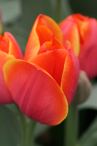 Yellow Edged Orange Tulips