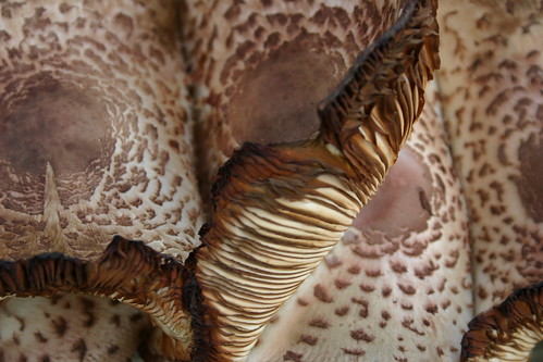 Close up of cluster of Fungi