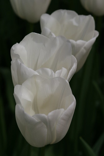 3 White Tulips