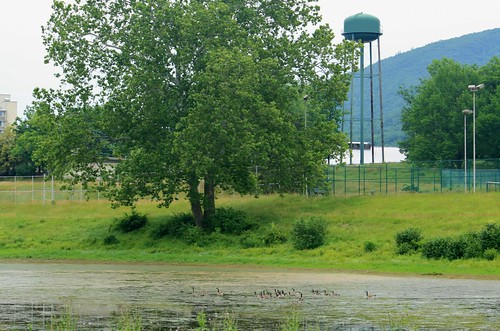 Geese on the lake and the water tower