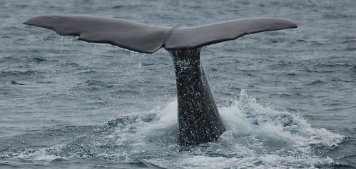 Andenes - Whale Safari - 12.08.07
