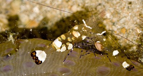 anemone shrimps with friend