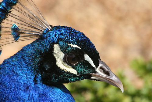 Peacock Head Close Up