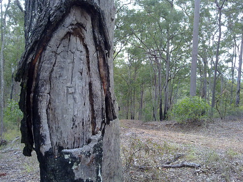 Survey Tree - Gavan Newman