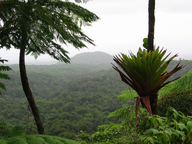 Guadalupa - Foresta tropicale