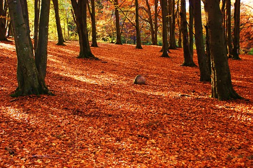 autumn carpet