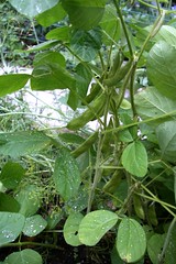 soybean bush