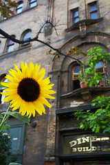 sunflowers on Temperance Street