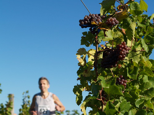 Run through the Vineyards by lpwines