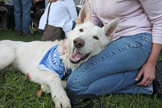 White dog lying against a woman who adopted him at the animal adoption event in L.A.