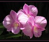 Triple delights of Dendrobium 'Burana Stripe'