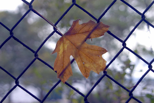 Leaf on the Fence