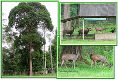 Malayan Sambar Deer (Cervus unicolor equinus)