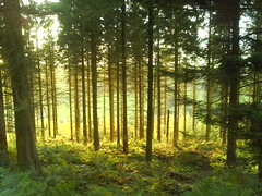 woods and sunshine 3