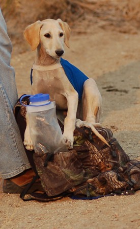 Saluki - Zoomi's favorite resting spot on the hunting pack
