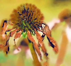 cone flower water color