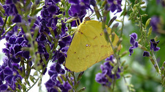 Butterfly/flutterby