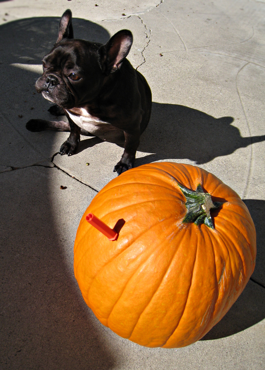 french bulldog+pumpkin