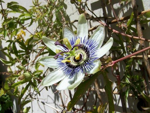 passionflower_004