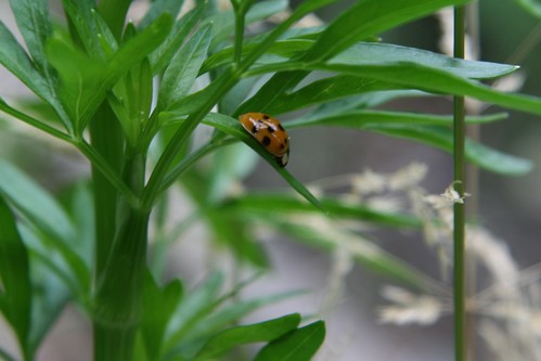 lady bug on parsley
