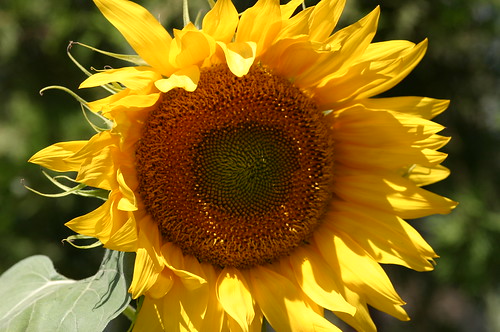 Sunflower Close Up