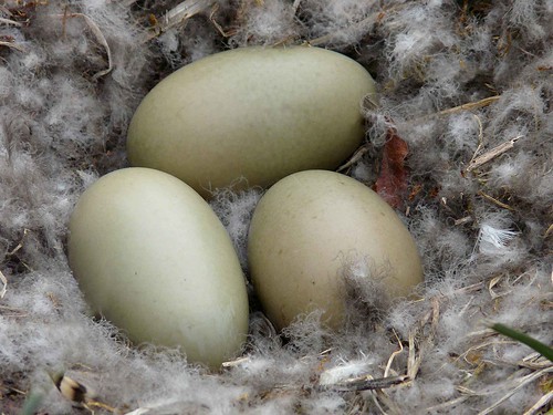 Common Eider nest - 2010-07-06 - Bathurst Inlet