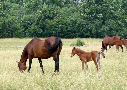 Mare & Foal 1