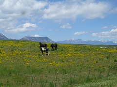Horses in fields of yellow