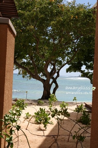 好美的一顆樹，在海邊～在套房別墅中。
