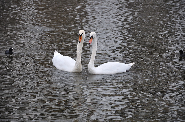 Two Swans in the Inner Alster