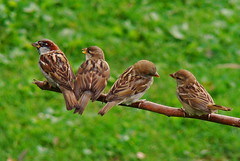 The Sparrow Family