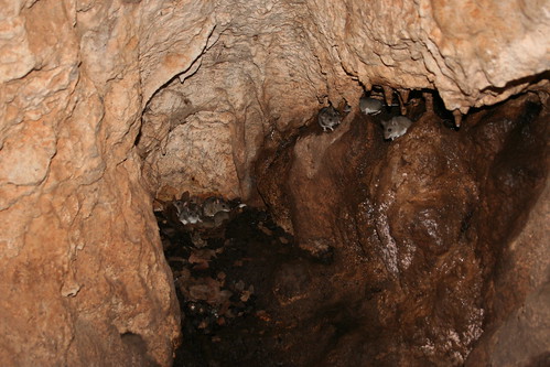 Cave - Mouse Nest 2