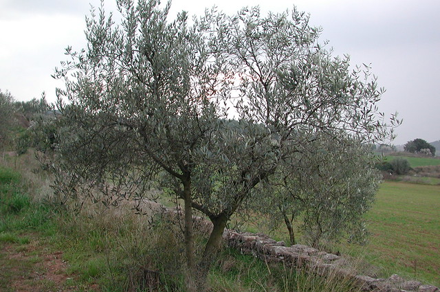 Photo: Olive tree