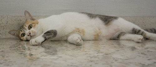 floor cat