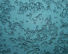 icedover100_0483
