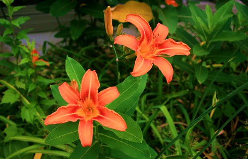 Beautiful orange lily outside the dining room
