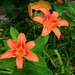 Beautiful orange lily outside the dining room