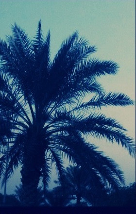 - Na5ala - Palm Tree -