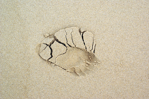 Dead Birds and Footprints