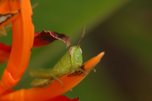 Grasshopper photo without adjustments