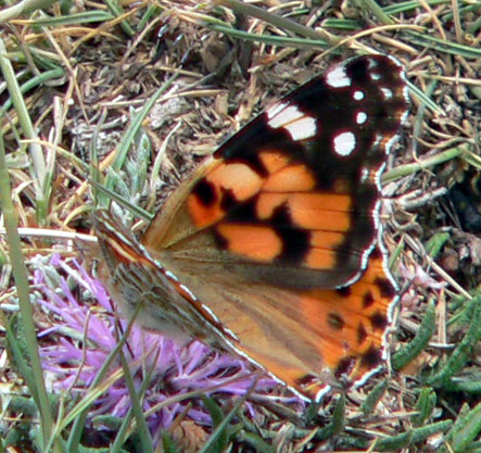 Spotted Lady Butterfly