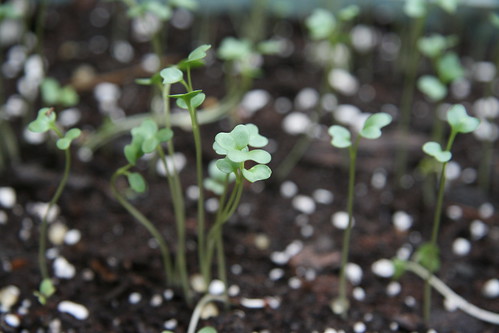 baby broccoli sprouts