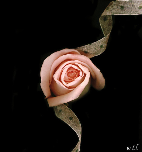 ribbon and rose