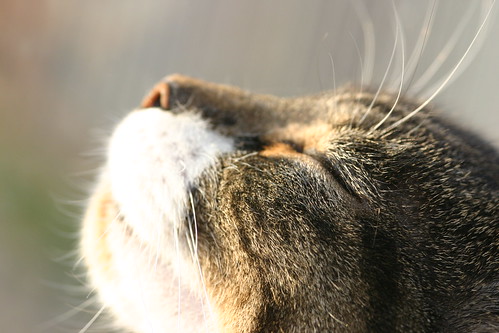 Cat Worshipping the Sun