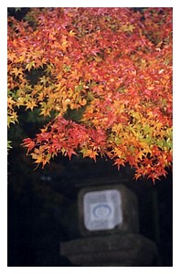 漂亮的楓紅，和石燈，蠻古樸的！這是我對奈良的印象....