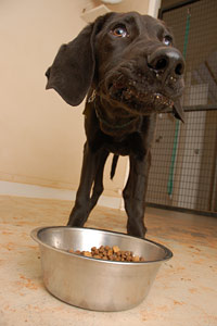 Pet food drives help keep families together with their pets like this sweet black dog
