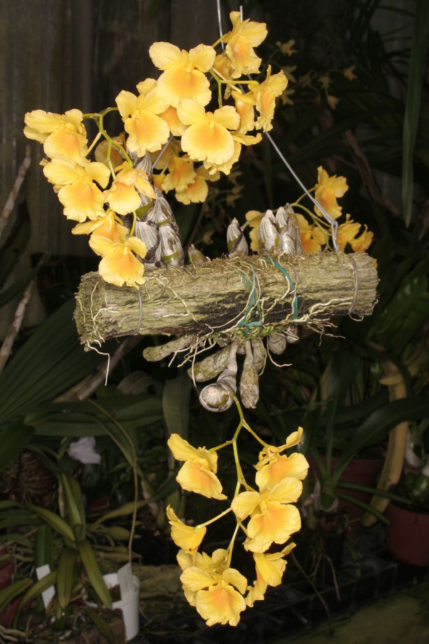 Kết quả hình ảnh cho Dendrobium ejirii T. Yukawa